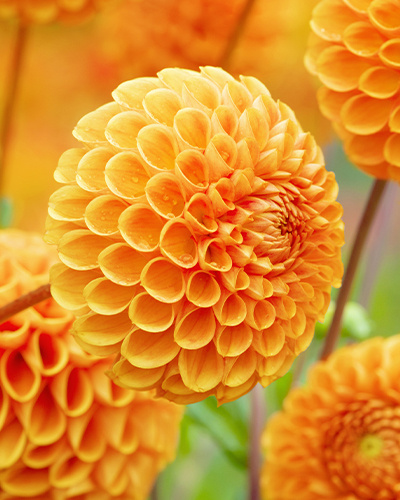 DÁLIA (GEORGÍNA) SOUVENIR D'ÉTE 10 ks